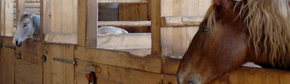 horse bedding pellets