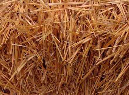 wheat straw